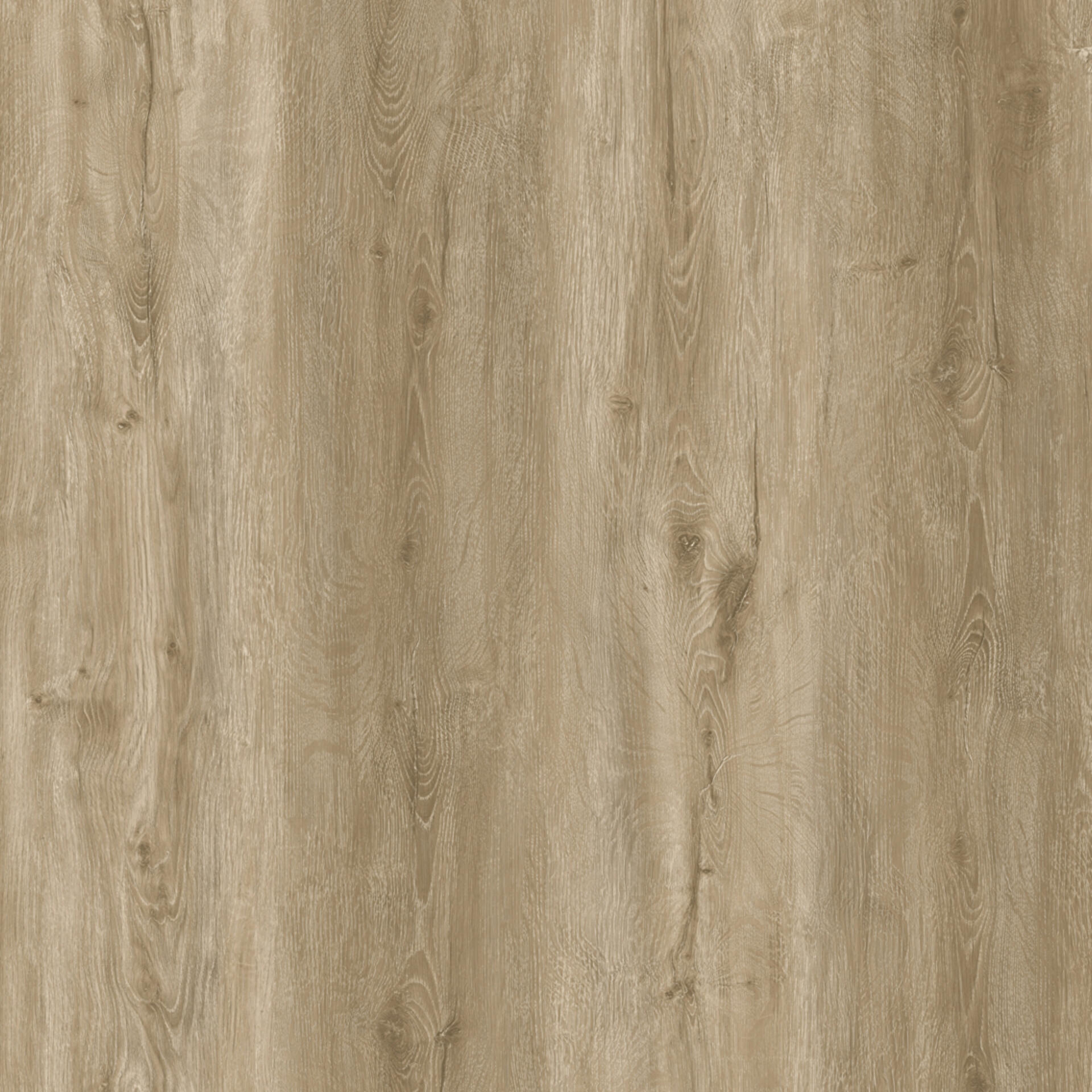 Sand Oak
