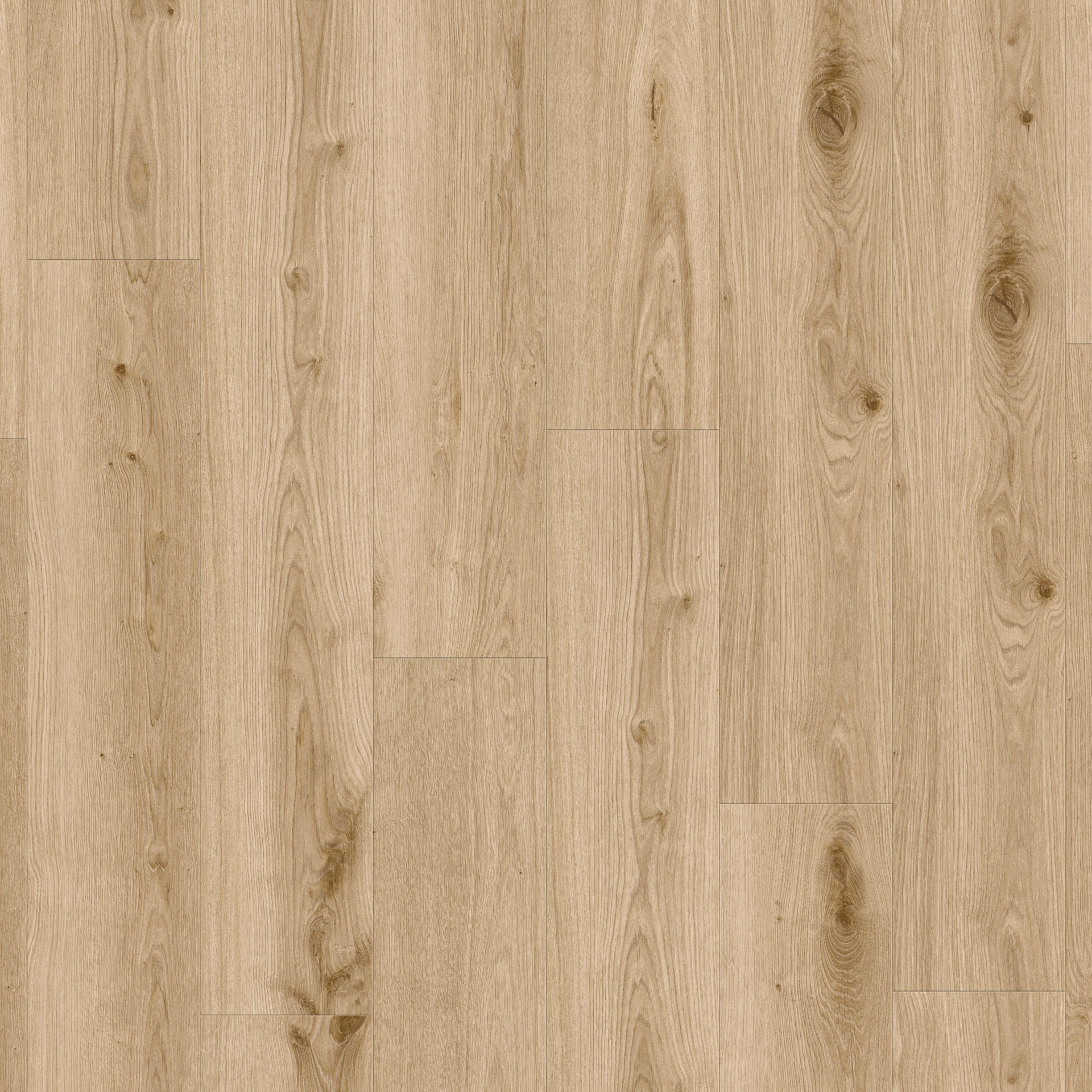 Delicate Oak Barley