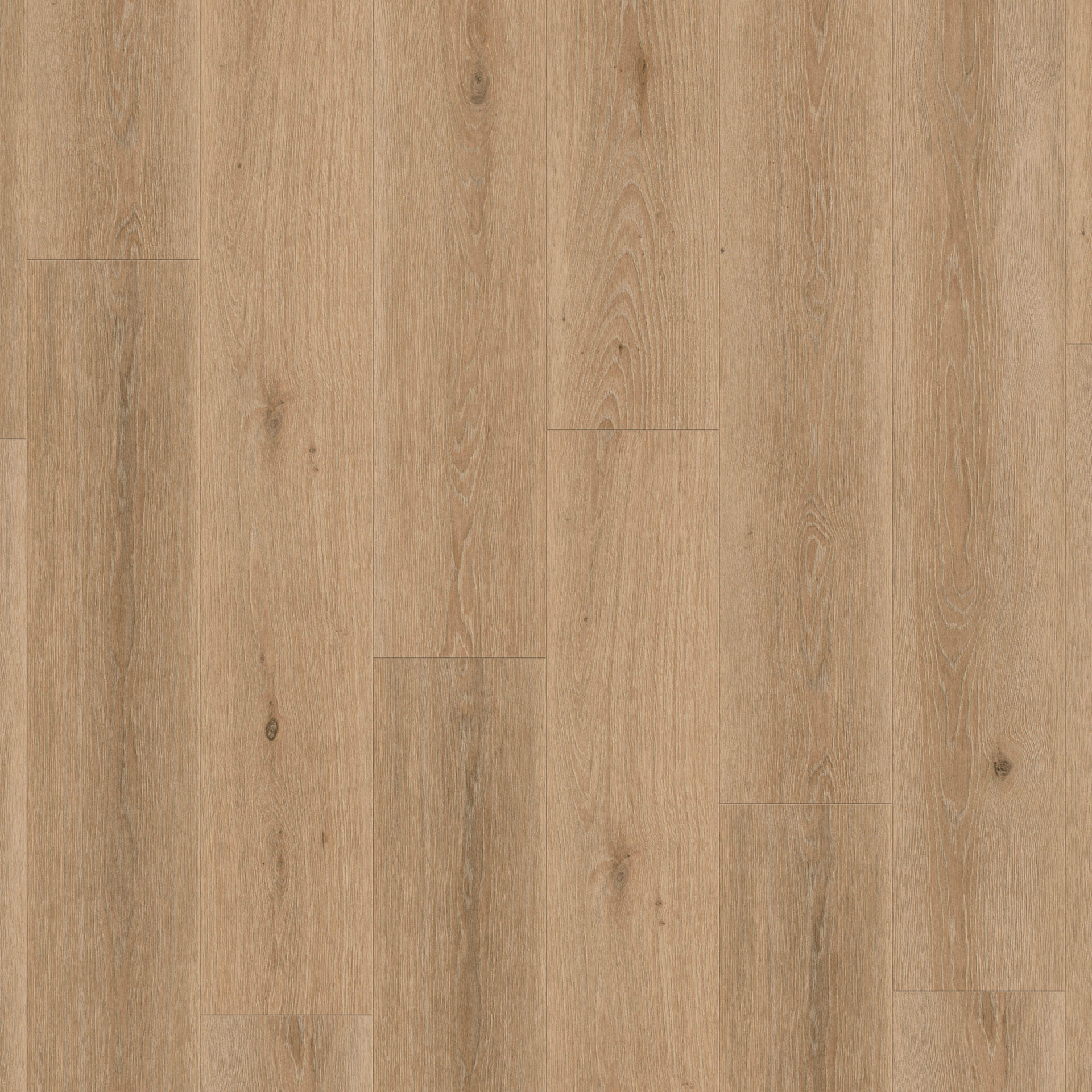 Highland Oak Noisette