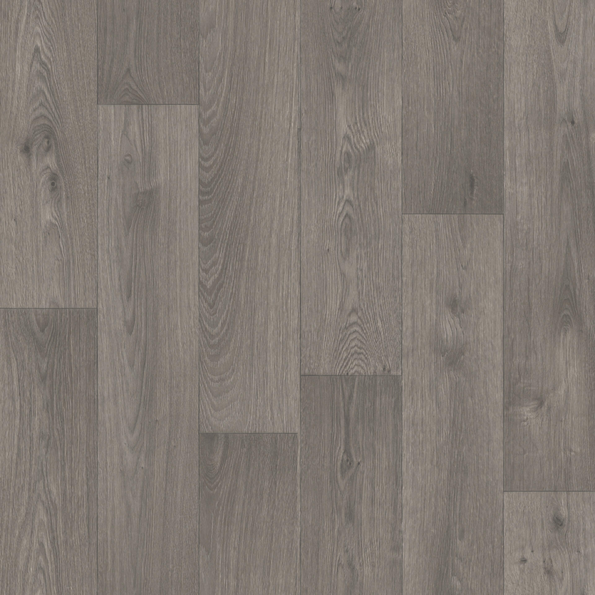Swan Dark Grey