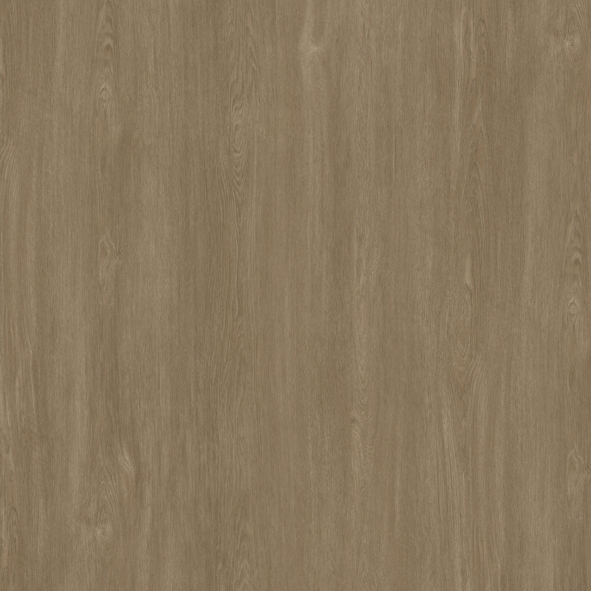 oak-tree-warm-brown Oak Tree Warm Brown